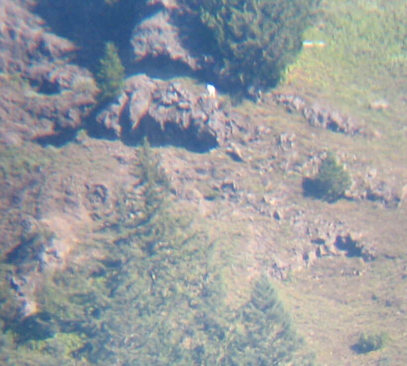 mountain goat.JPG (276474 bytes)