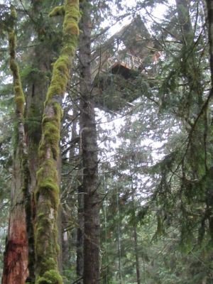 Cedar Creek Treehouse Floating Treehouse from the forest floor, 72 feet up in the treetops.