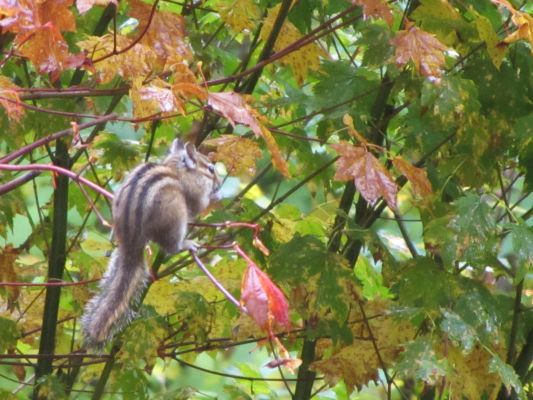 Chipmunk on vine maple twig in Fall
