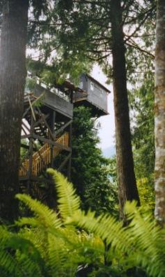 View from stairway and treehouse from rear access