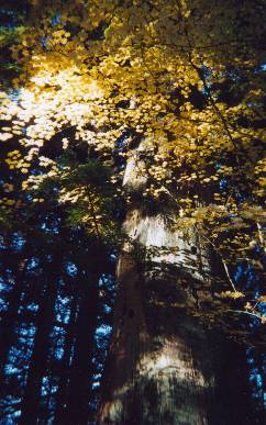 Beautiful Fall colors (2002)  Note giant Douglas fir snag in foreground (eight feet diameter at base !!)