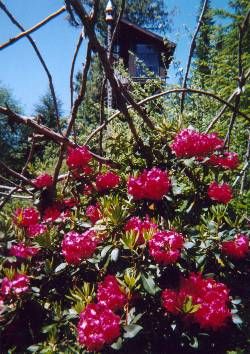 Rhodies in full splendor, Summer 2002.  (Stairwell viewing room and bird feeder in background.)