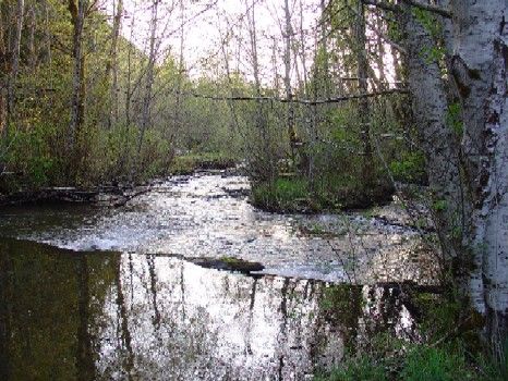 View of the creek from the picnic and campfire area