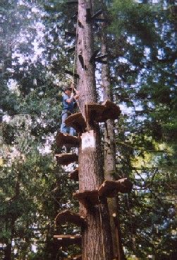 Cedar hoists up more treads as he winds his way upward around the Douglas fir tree.